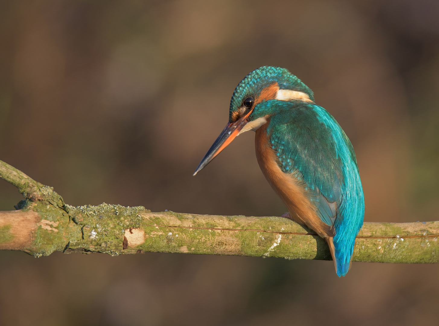 Der Eisvogel (Alcedo atthis) - weiblich