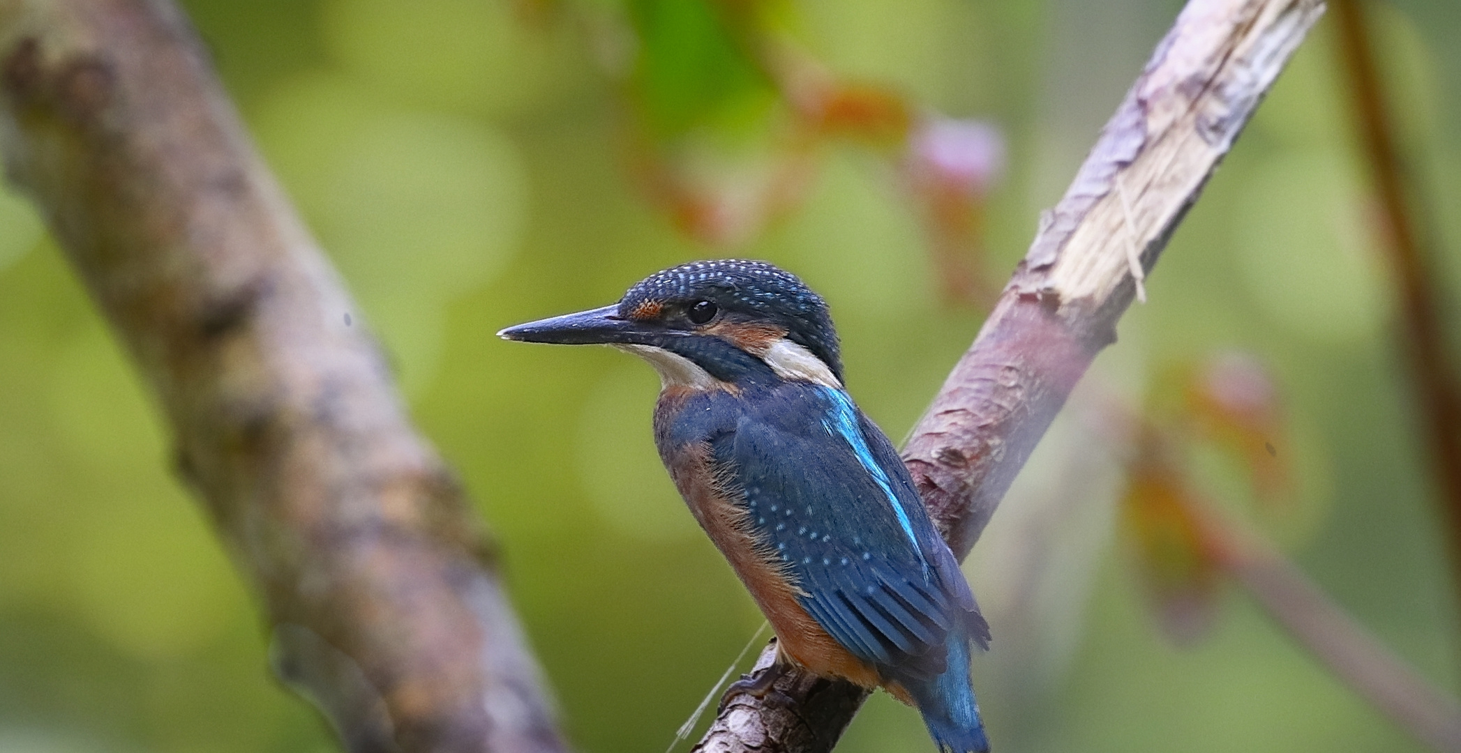 Der Eisvogel am Schwechtbach