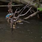 Der Eisvogel an der Fulda