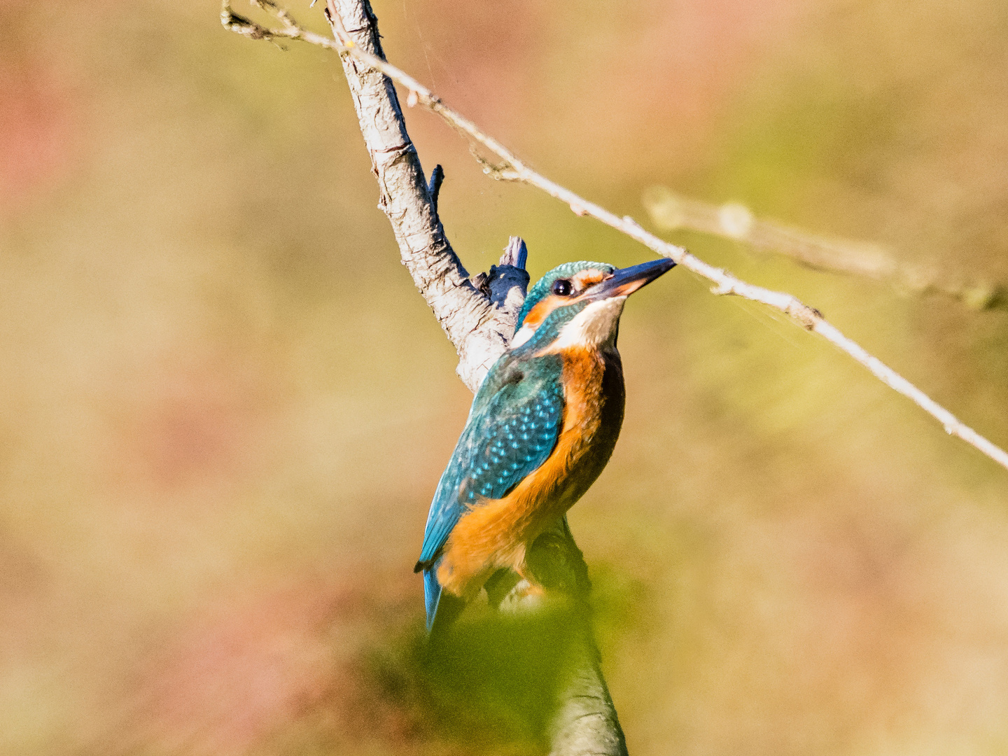 Der Eisvogel auf dem Ast