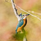 Der Eisvogel auf dem Ast