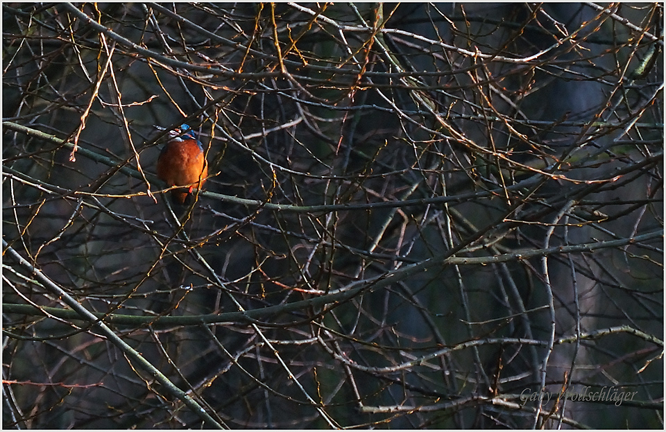 Der Eisvogel...