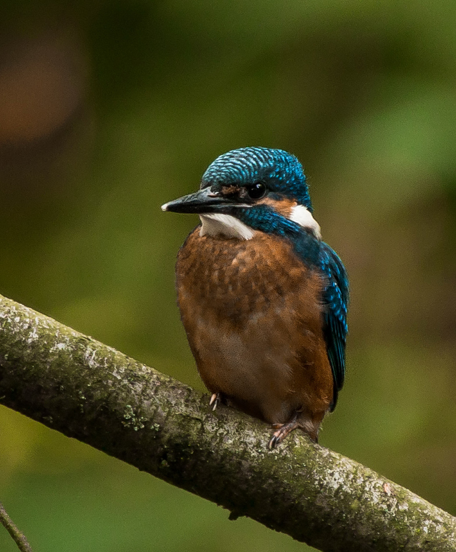 Der Eisvogel