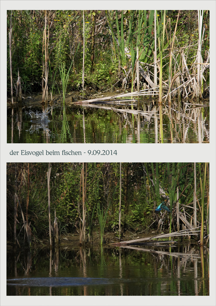 der Eisvogel beim fischen