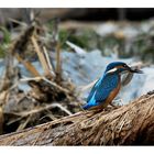 Der Eisvogel beim Futter suchen