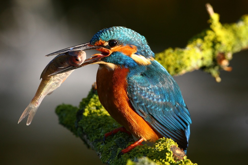 Der Eisvogel