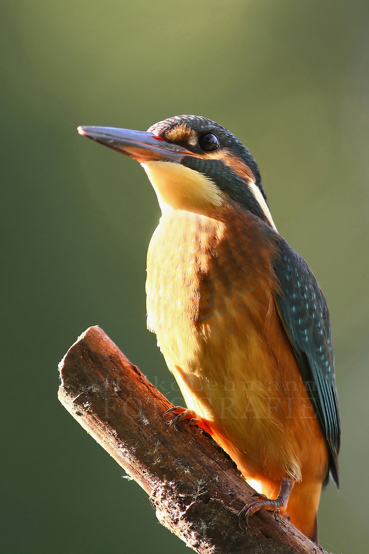 Der Eisvogel