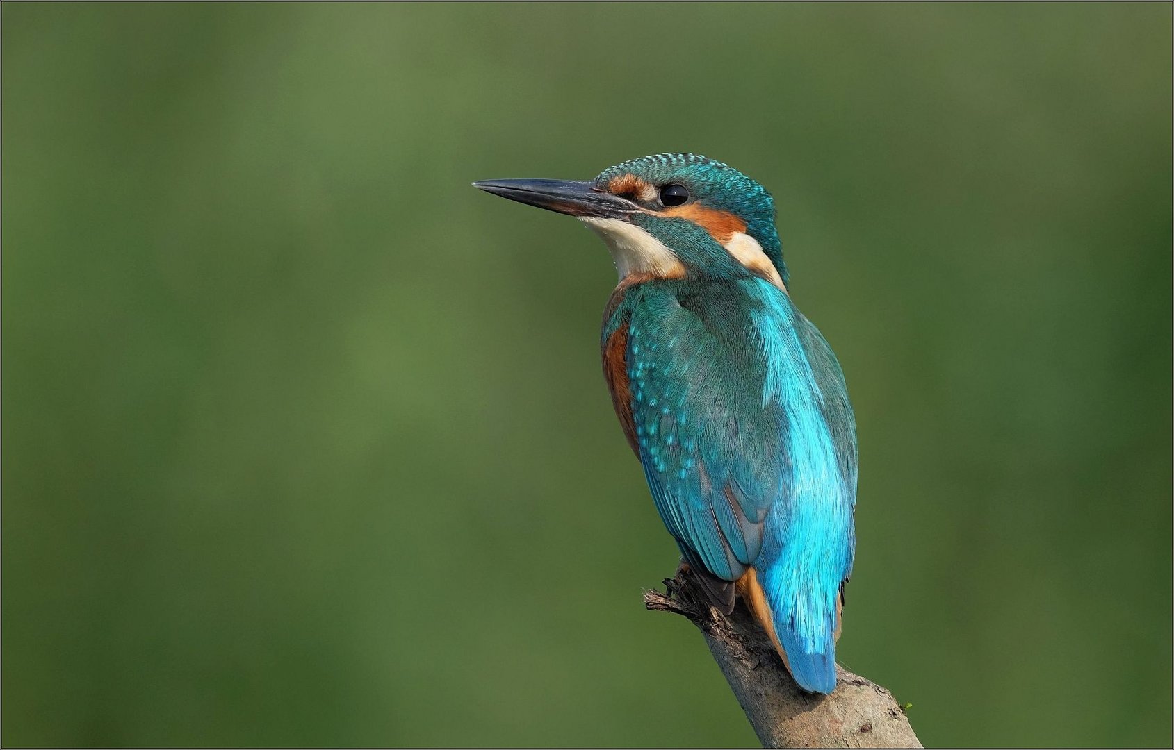 Der Eisvogel