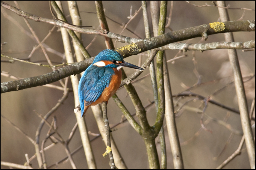 Der Eisvogel