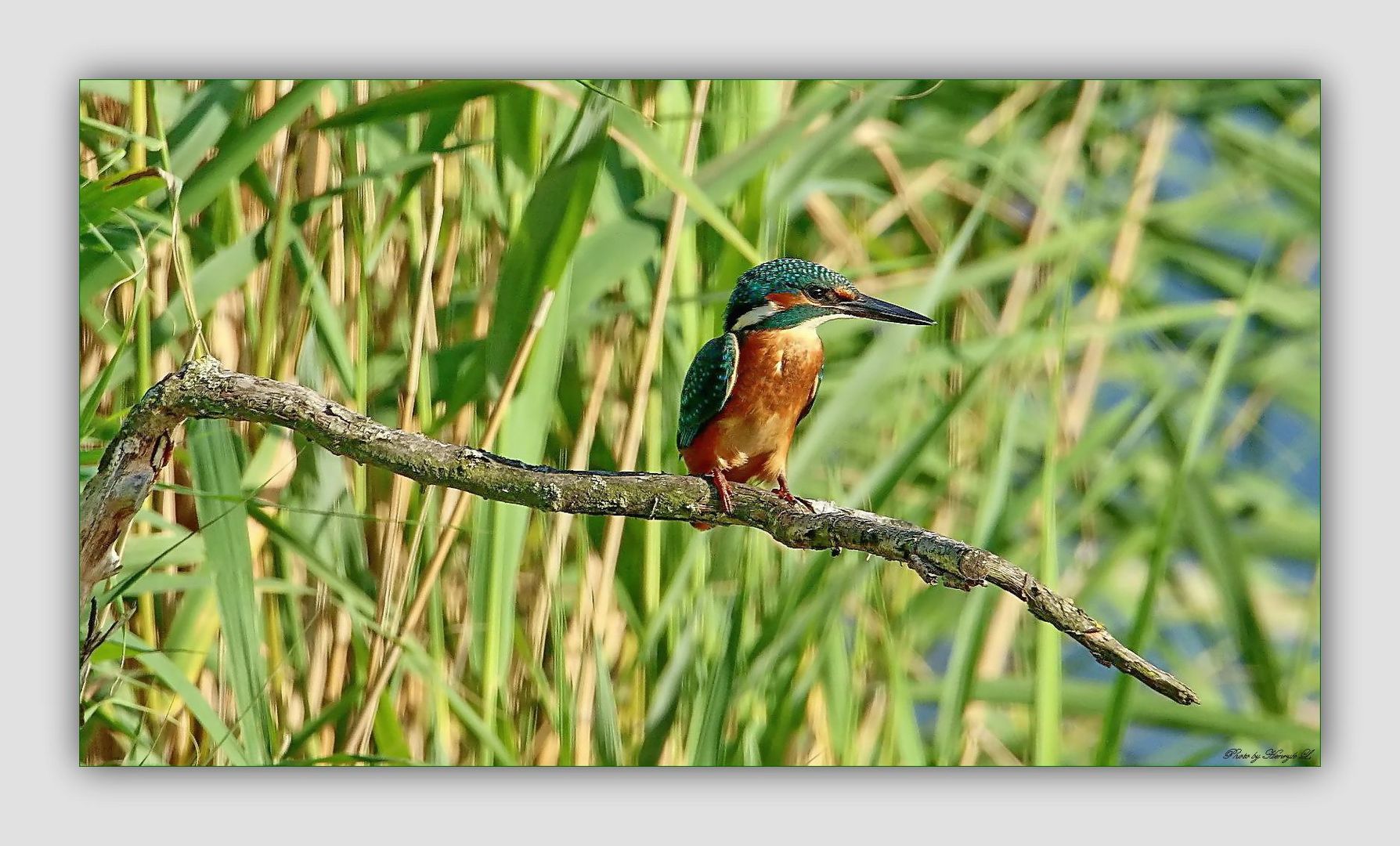 Der Eisvogel