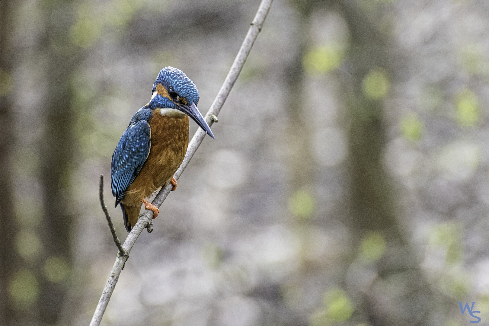 Der Eisvogel 