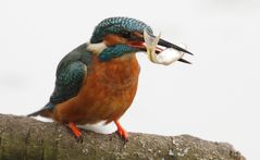 Der Eisvogel, ein perfekterFischfänger