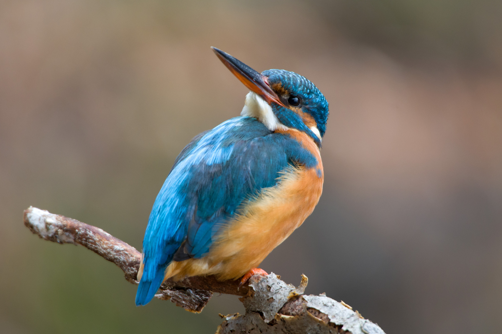 Der Eisvogel 