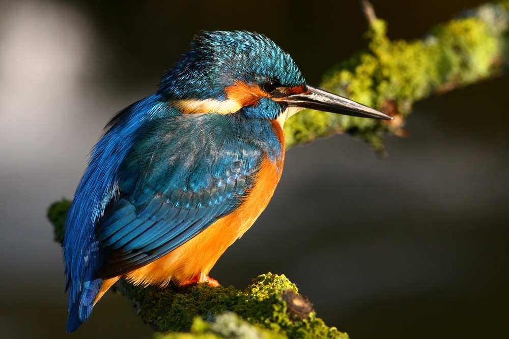 Der Eisvogel