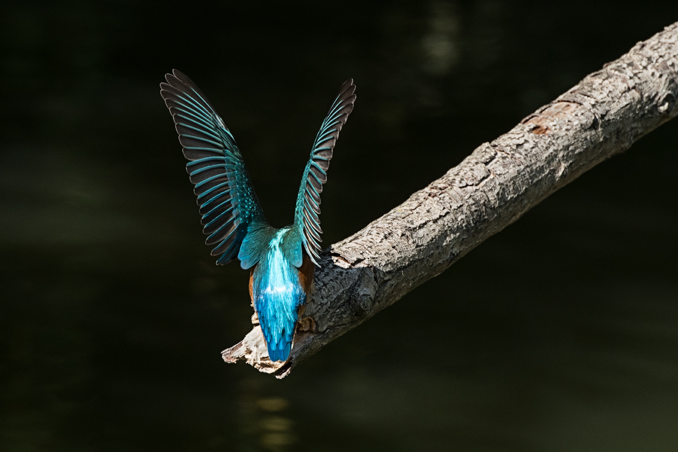 Der Eisvogel gab mir heute eine Fotosession ....