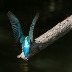 Der Eisvogel gab mir heute eine Fotosession ....