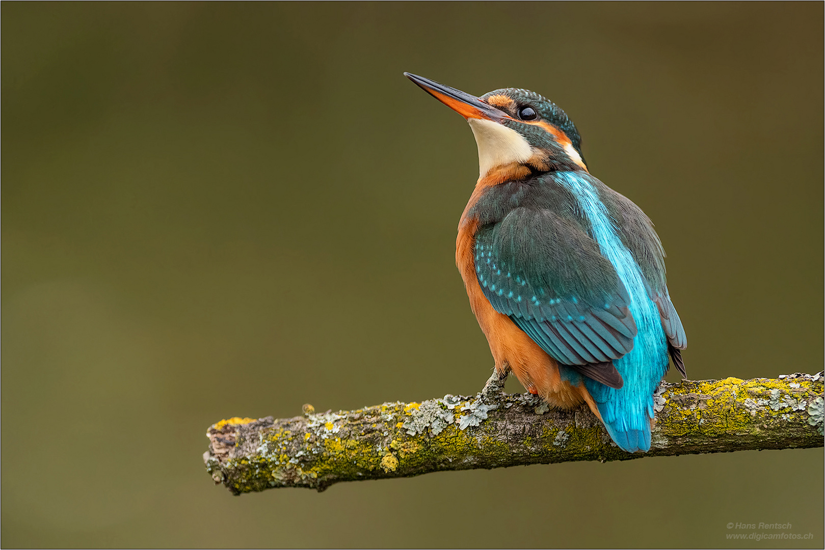 Der Eisvogel hat uns auch wieder besucht....