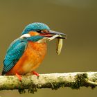 Der Eisvogel hatte Jagderfolg