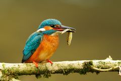 Der Eisvogel hatte Jagderfolg