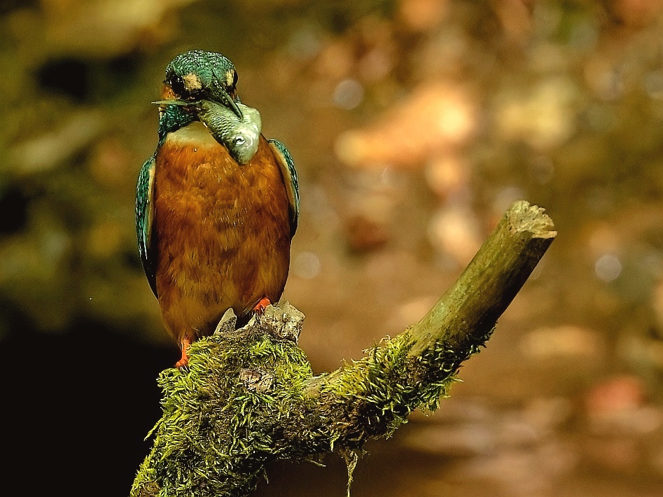 Der Eisvogel - im Fütterungsstress