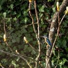 Der Eisvogel im Herzen der Natur