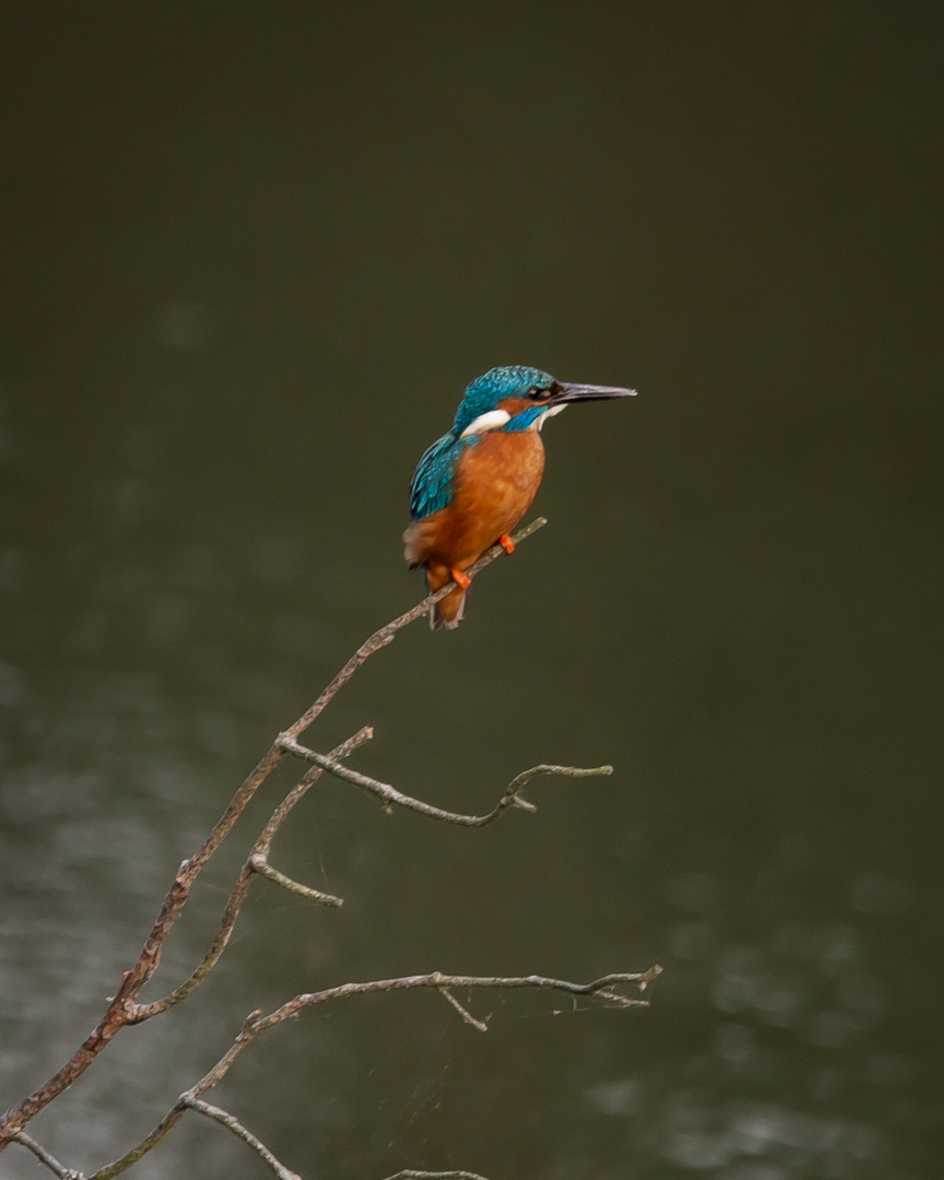 Der Eisvogel im Wald