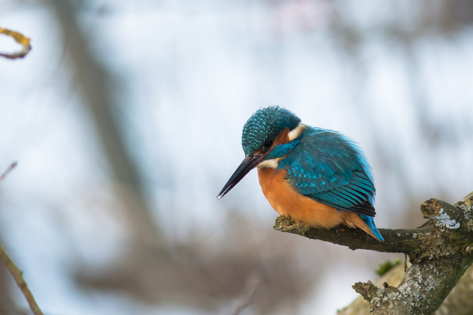 Der Eisvogel mit einem Schnabeltröpfchen