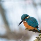 Der Eisvogel mit einem Schnabeltröpfchen