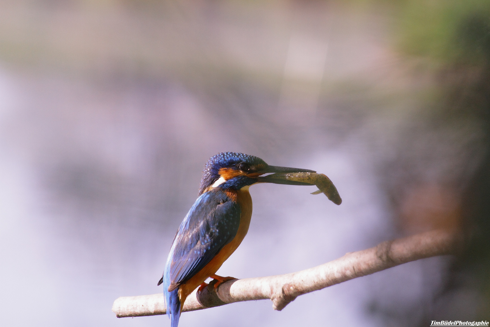 Der Eisvogel mit seiner Beute