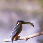 Der Eisvogel mit seiner Beute