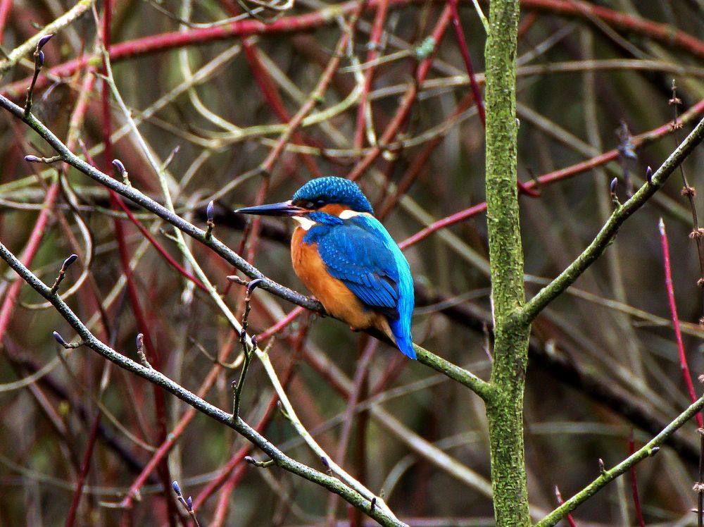 Der Eisvogel Nr.2