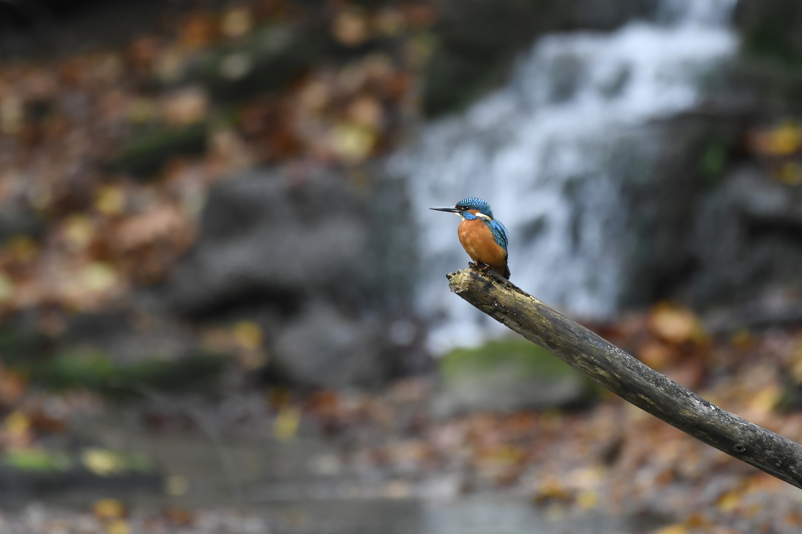 Der Eisvogel präsentiert sich 