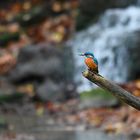 Der Eisvogel präsentiert sich 