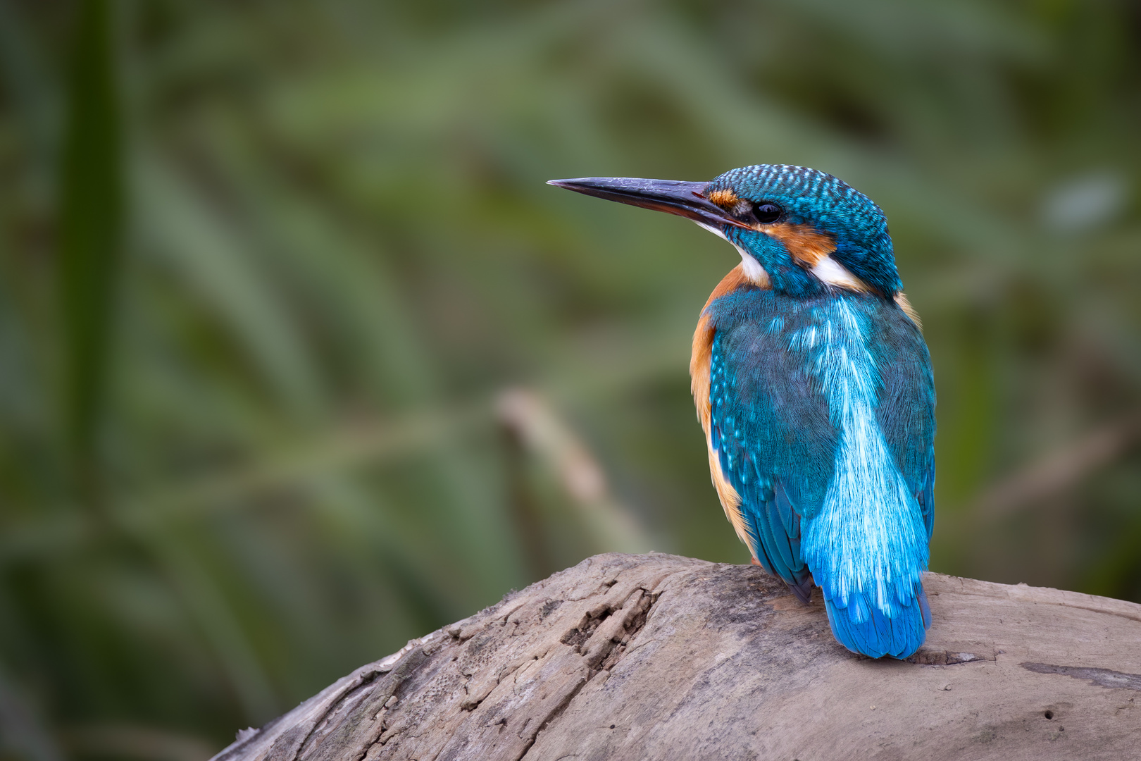 Der Eisvogel zum Blue Monday