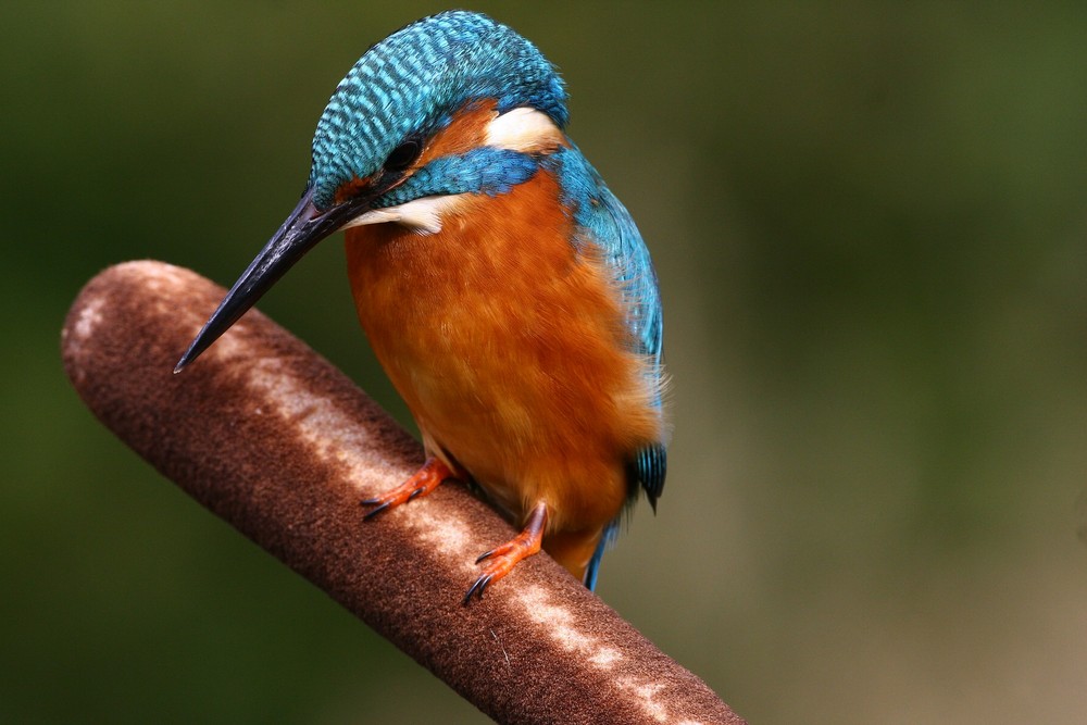 Der Eisvogel1