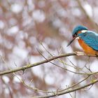 der Eisvogelblick nach unten