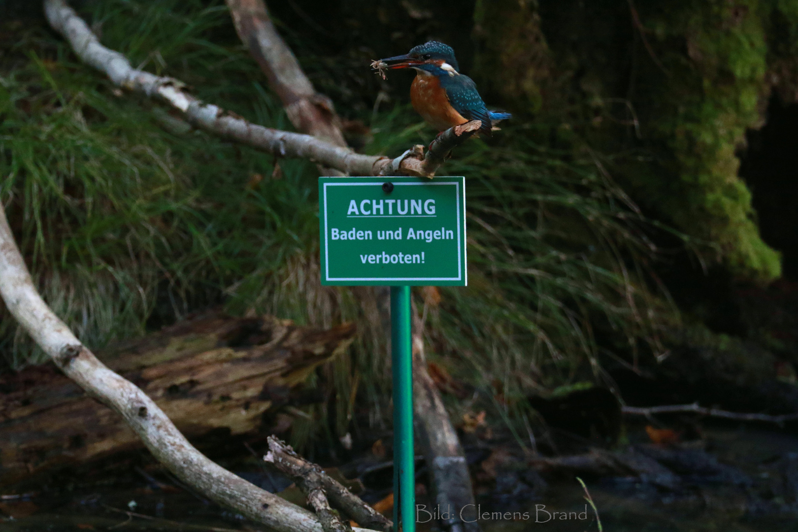 Der Eisvogel...ein Regelbrecher...