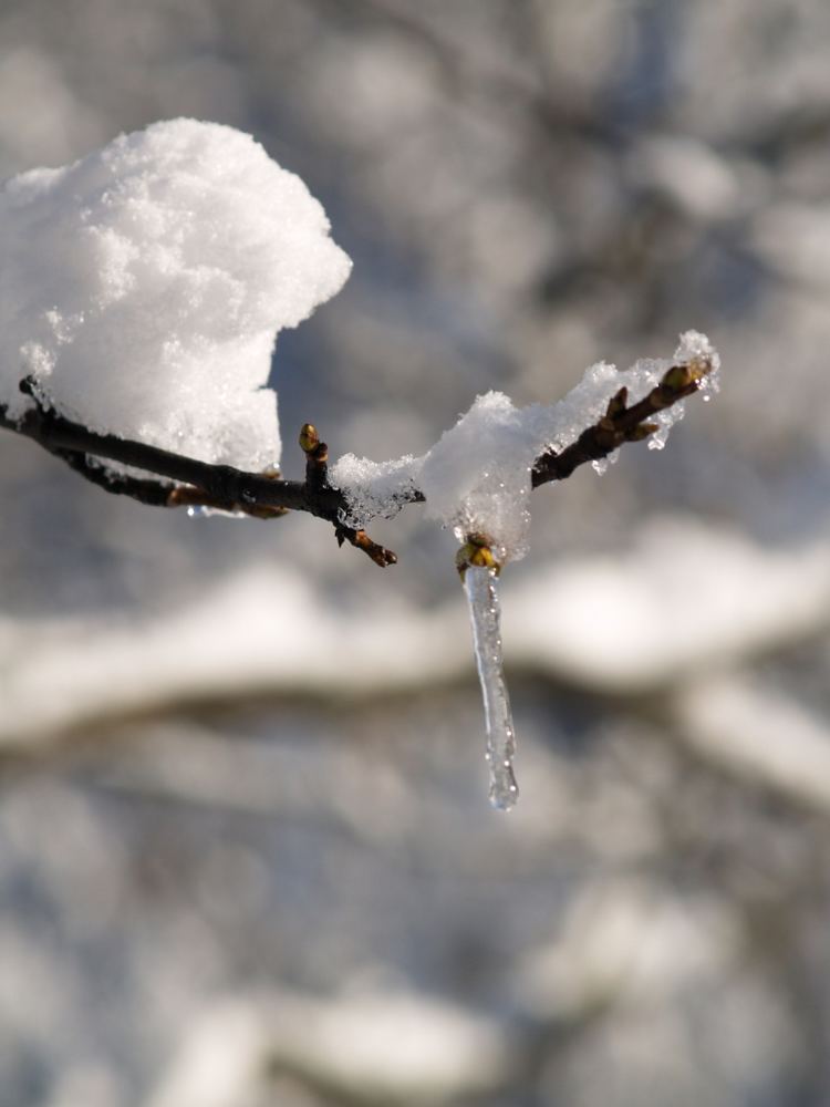 Der Eiszapfen