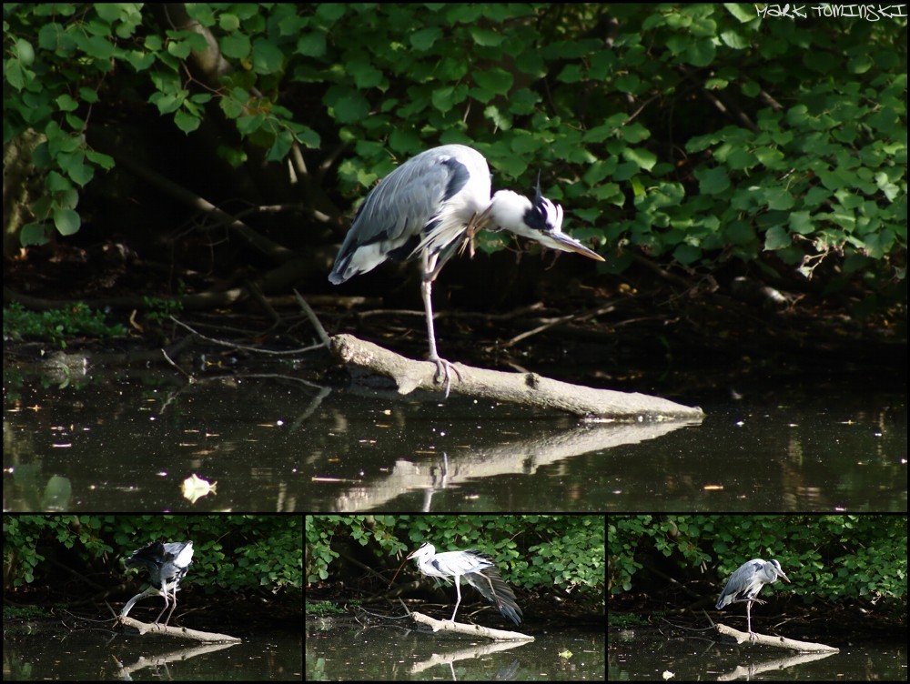 der eitle reiher