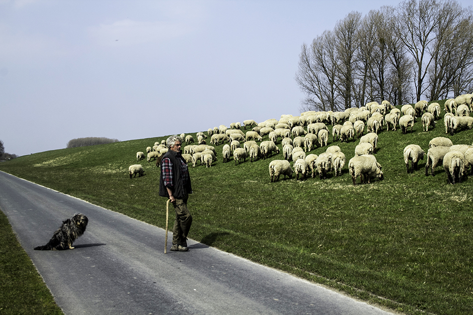 Der Elbdeich und seine Schafe