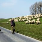 Der Elbdeich und seine Schafe