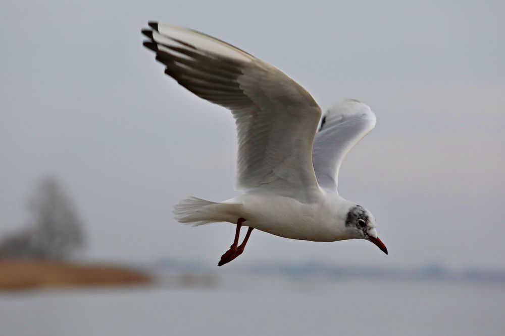 der Elbflieger