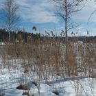 Der Elbsee bei Aitrang im Allgäu_1