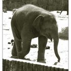 Der Elefant