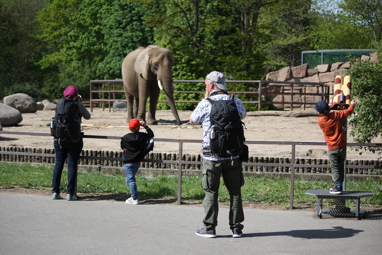 Der Elefant, der heimliche Star