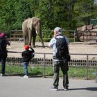 Der Elefant, der heimliche Star