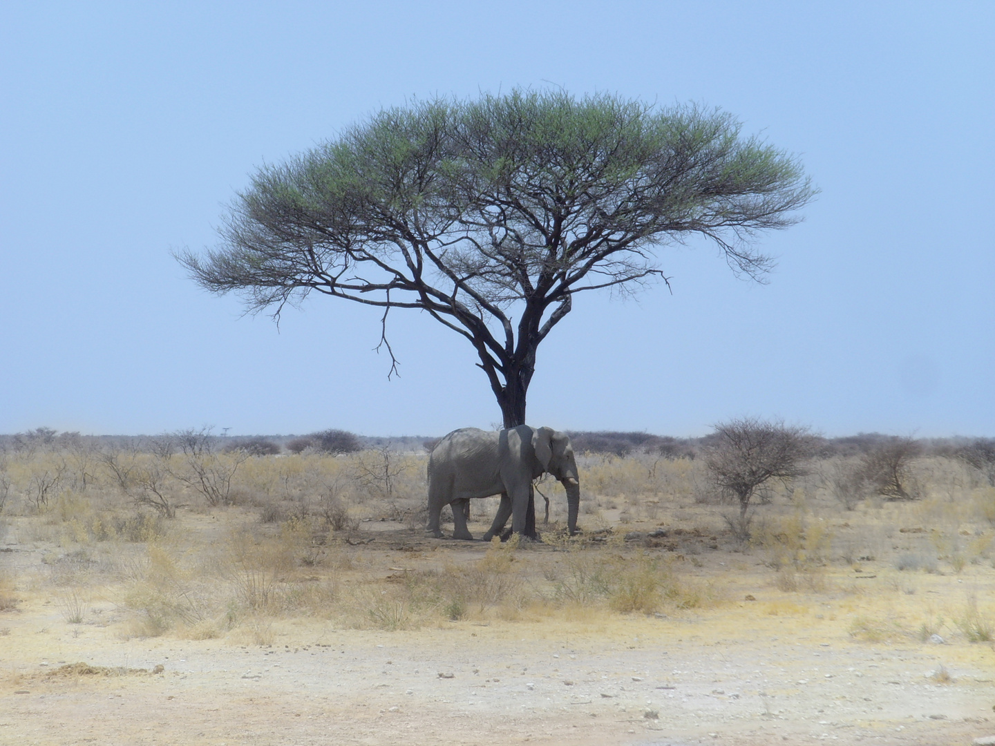 Der Elefant hat einen Schatten