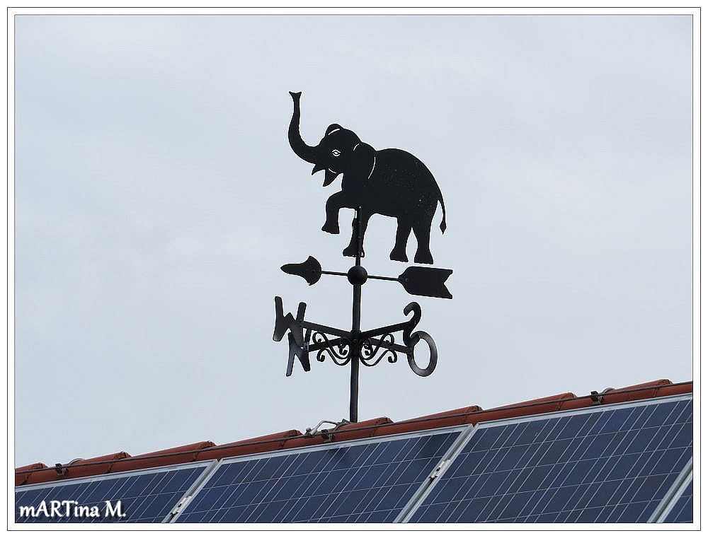 Der Elefant im Wind