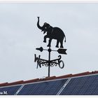 Der Elefant im Wind