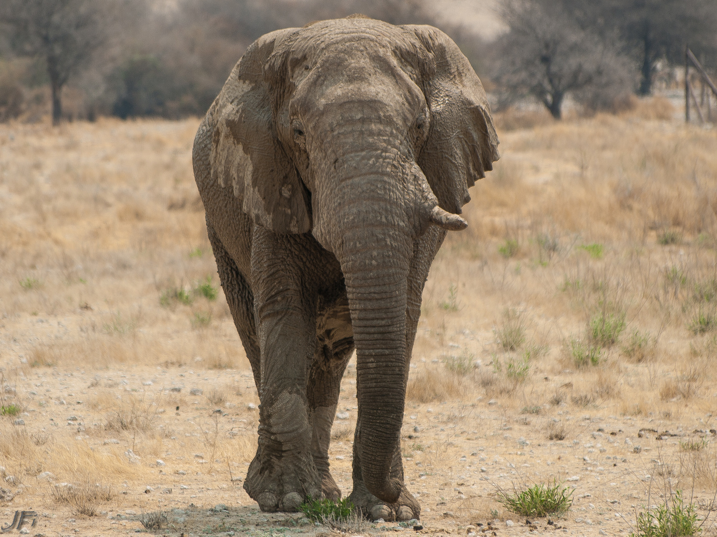 ...der Elefant kommt...